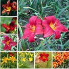 JMS 100Pcs Hemerocallis Seeds Mixed 6 Colors