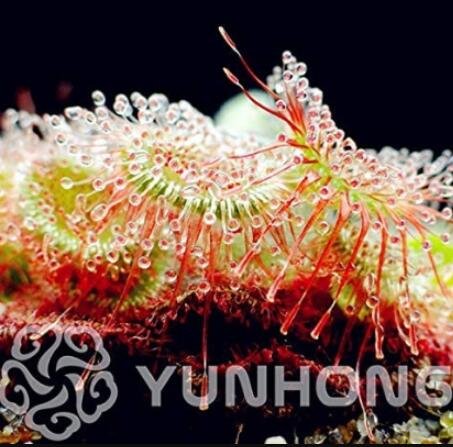 JMS 100Pcs Drosera Burmanni Seeds