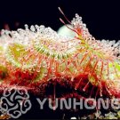 JMS 100Pcs Drosera Burmanni Seeds