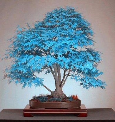 JMS 50Pcs Blue Maple Tree Seeds Bonsai Series