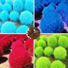 JMS 500Pcs Kochia Scoparia Seeds Mixed 5 Colors