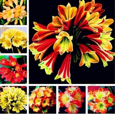 JMS 100Pcs Clivia Flower Seeds Mixed 8 Colors