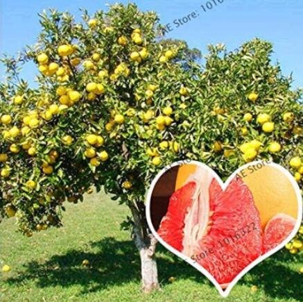 JMS 50Pcs Citrus Maxima Pamplemousse Jabong Shaddock Seeds - Red Inside