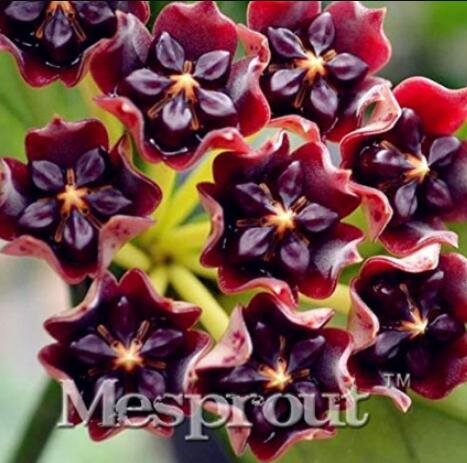JMS 100Pcs Hoya Carnosa Seeds - Blood Red Color