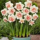 JMS 100Pcs Narcissus Daffodil Flowers Seeds - Milky White With Light Red Centre Flowers