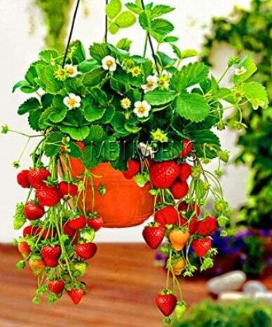 JMS 300Pcs Climbing Red Strawberry Seeds Big & Delicious