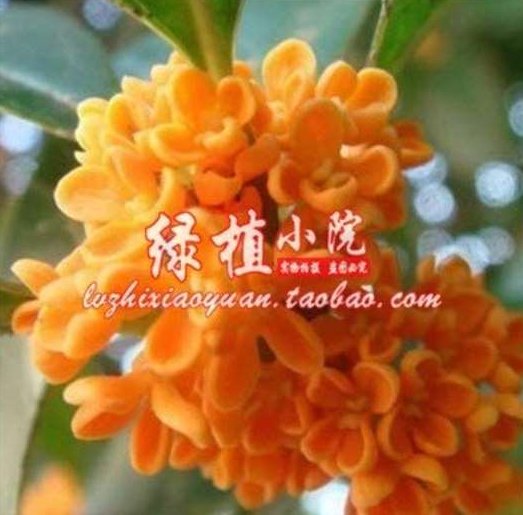 JMS 10Pcs Orange Osmanthus Flower Seeds