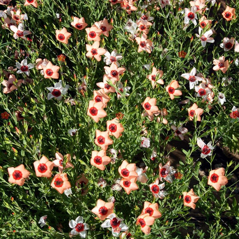 JMS 300Pcs Linum Usitatissimum Seeds Light Salmon Red Color Flower