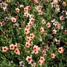JMS 300Pcs Linum Usitatissimum Seeds Light Salmon Red Color Flower