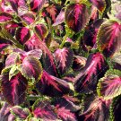 JMS 100Pcs Coleus Blumei Seeds Rose Red Color With Green Leaves