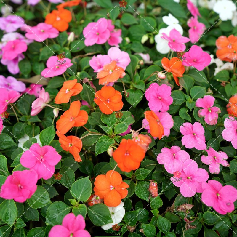 JMS 100Pcs Impatiens Walleriana Hook Seeds Mixed Busy Lizzy Flowers