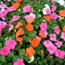 JMS 100Pcs Impatiens Walleriana Hook Seeds Mixed Busy Lizzy Flowers