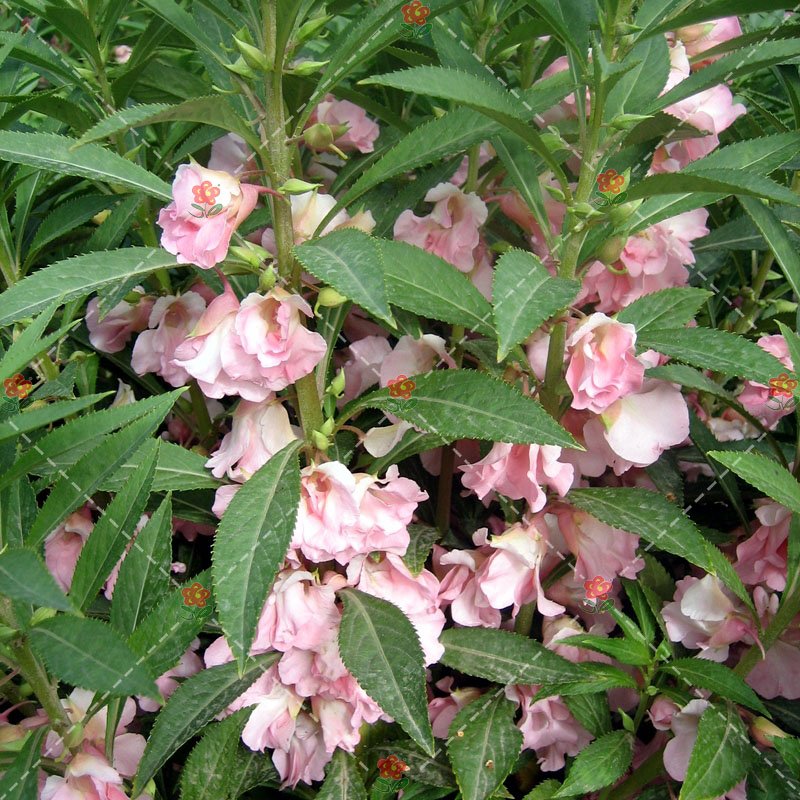 JMS 50Pcs Impatiens Balsamina Seeds Light Pink Double Flowers