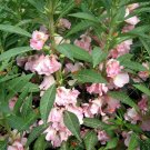 JMS 50Pcs Impatiens Balsamina Seeds Light Pink Double Flowers