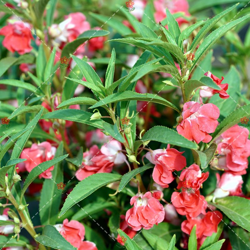 JMS 50Pcs Impatiens Balsamina Seeds Rose Red Double Flowers