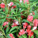 JMS 50Pcs Impatiens Balsamina Seeds Rose Red Double Flowers
