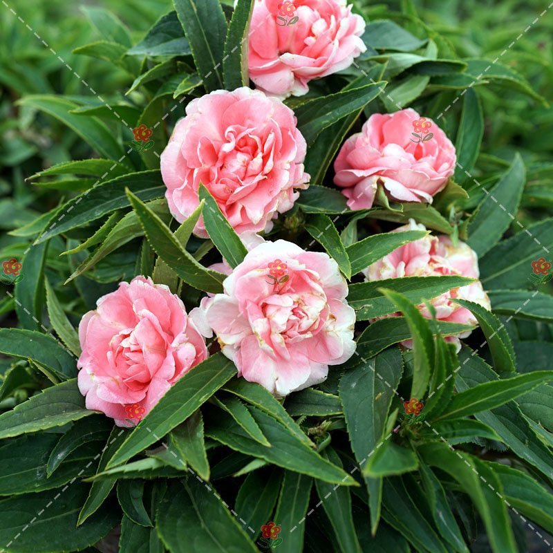 JMS 50Pcs Camellia Impatiens Seeds Pink Double Flowers