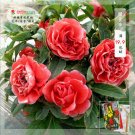 JMS 50Pcs Camellia Impatiens Seeds Dark Red Double Flowers