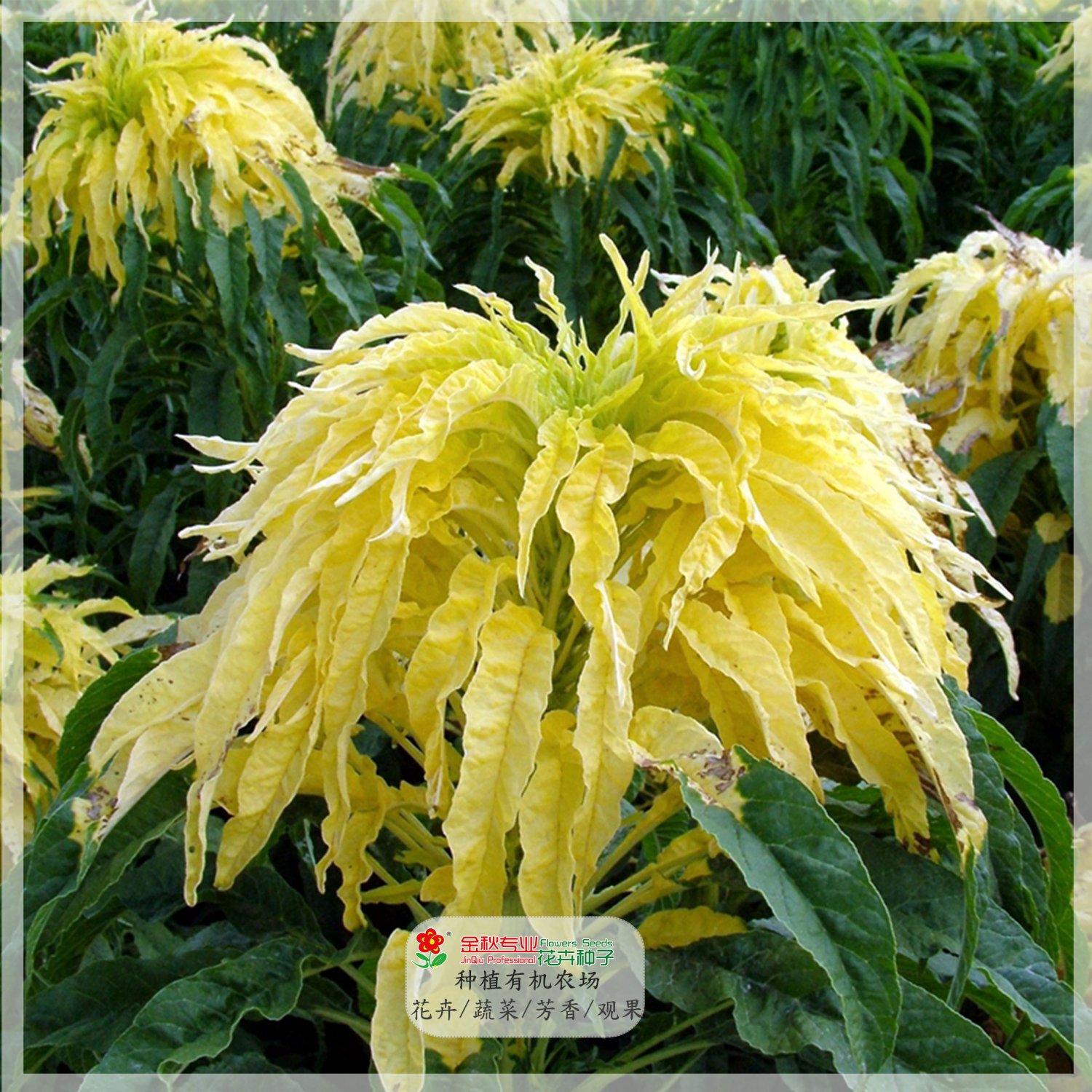 JMS 200Pcs Amaranthus Tricolor Seeds  (Bright Yellow Green)