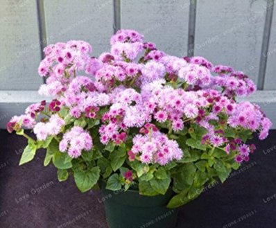 JMS 100Pcs Ageratum Conyzoides Flowers Seeds Rose Red Pink 2-In-1 Colors Flowers