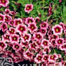 JMS 100Pcs Mini Calibrchoa Million Bells Petunia Seeds - Pink Dark Rose Red Bi-Color Flowers