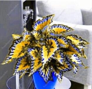 JMS 100Pcs Japanese Coleus Seeds