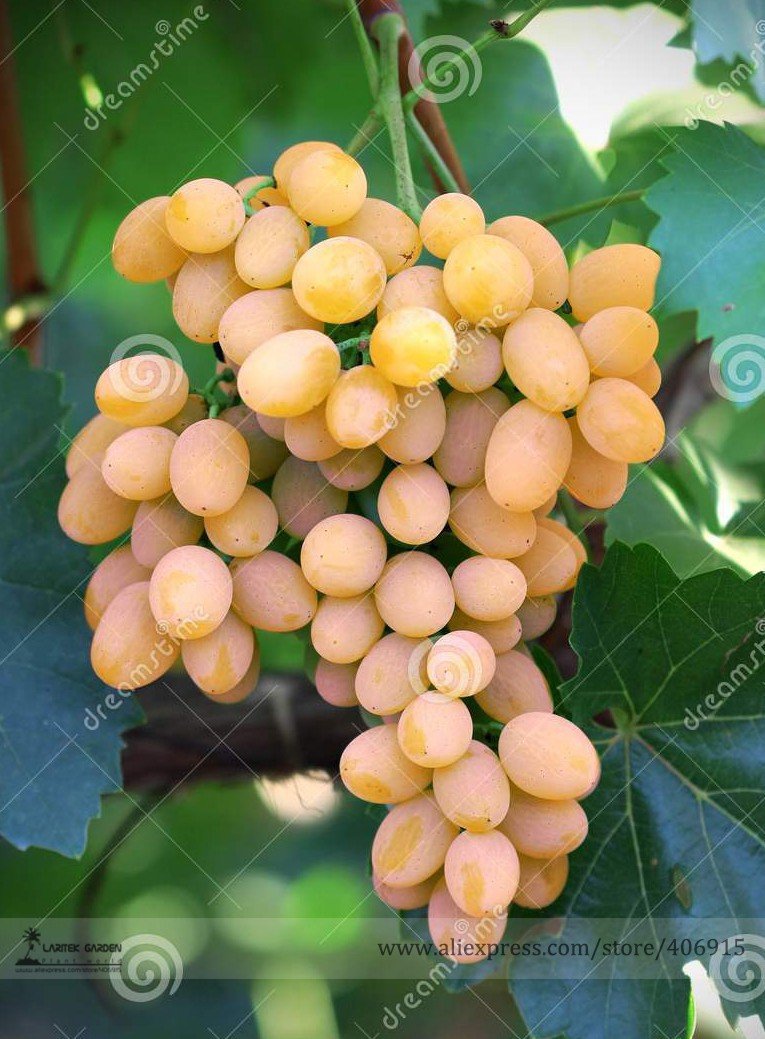 JMS 100Pcs Yellow Red Cluster Of Sweet Grape Seeds