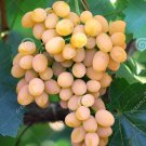 JMS 100Pcs Yellow Red Cluster Of Sweet Grape Seeds