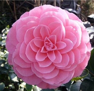 JMS 10Pcs Camellia Flowers Seeds Light Pink Colors