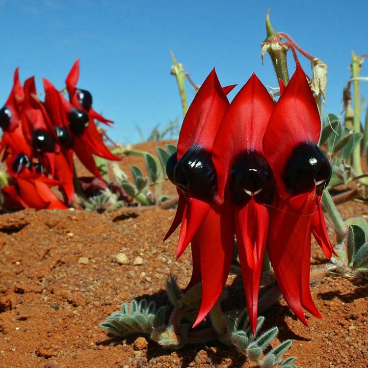 JMS 5Pcs Swainsona Formosa Seeds Sturt&acirc;��S Desert Pea