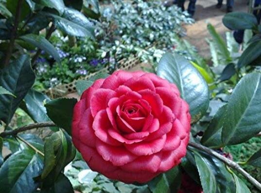 JMS 10Pcs/Pack Camellia Flowers Potted Plants Home Garden Decorations Flower Seeds