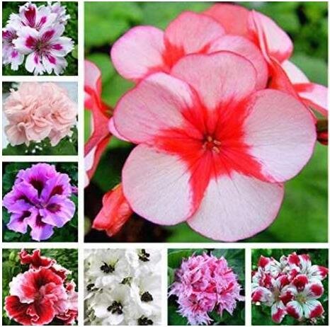 JMS 30Pcs Mixed 8 Colors Of Geranium Seeds