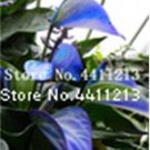 JMS 100Pcs Blue Anthurium Andraeanum Seeds