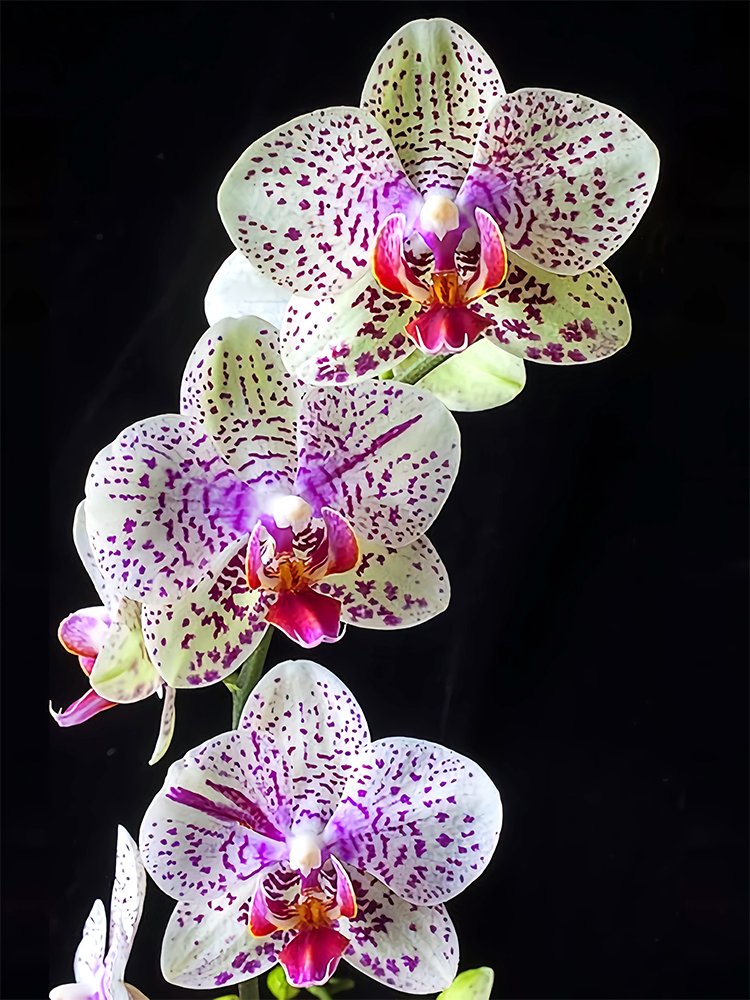 JMS Tiger Phalaenopsis Orchid