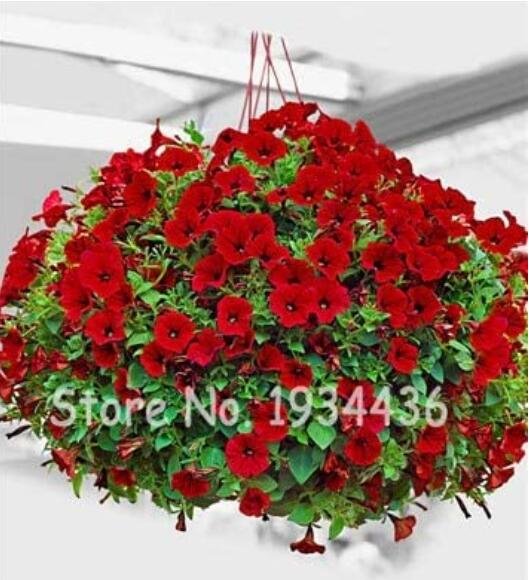 JMS 300Pcs Hanging Petunia Seeds Fire Red Big Flowers