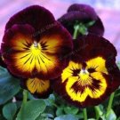 JMS 200Pcs Wavy Viola Tricolor Pansy Flower Seeds Dark Purple With Yellow Petals
