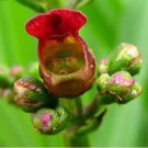 JMS Eastern Late Figwort Scrophularia Marilandica Red Flower Bush Seeds
