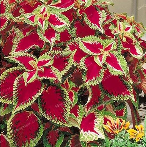JMS 50Pcs Janpanese Coleus Blumei Seeds Fire Red Herb Leaves With Light Green - White Edge