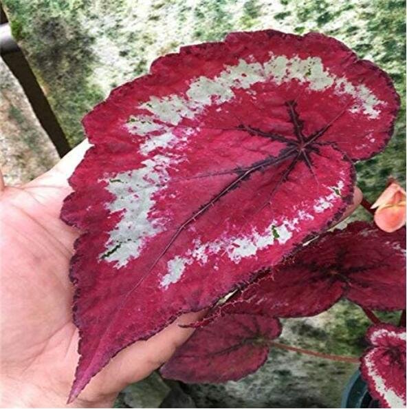 JMS 100Pcs 'Spot White' Coleus Seeds Fire Red With White Line Spots Leaves
