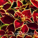 JMS 100Pcs Rare Coleus Blumei Bonsai Seeds Fire Red Petals With Golden Ege Leaves