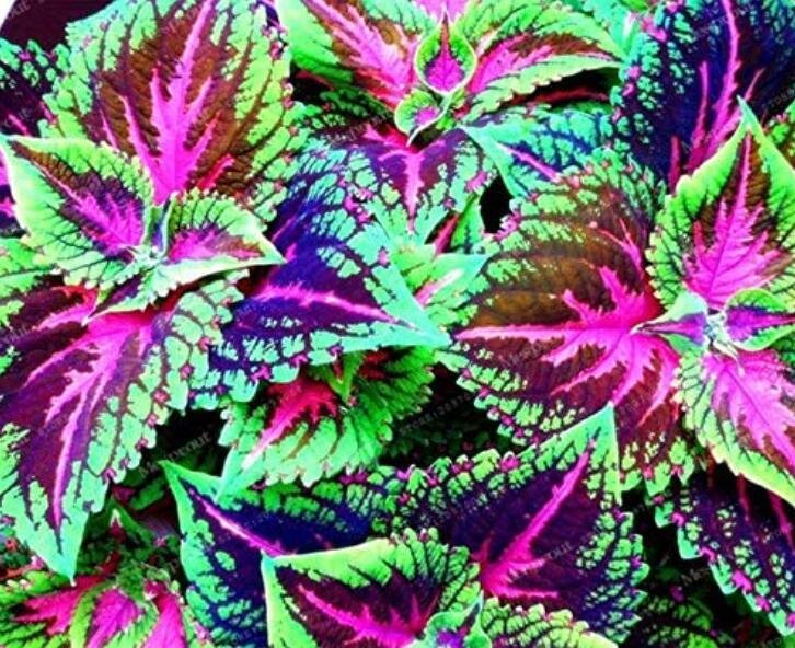 JMS 50Pcs Janpanse Colorful Coleus Seeds 'Rainbow Dragon' Herbs