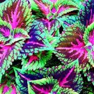 JMS 50Pcs Janpanse Colorful Coleus Seeds 'Rainbow Dragon' Herbs