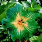 JMS 100Pcs Green Hibiscus Seeds