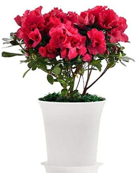 JMS 100Pcs Japanese Azalea Seeds Dark Red Rhododendron Azalea Flowers
