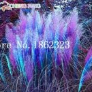 JMS 300Pcs Pampas Grass Seeds Purplish Red Ornamental Plants