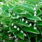 JMS 100 Solomons Seal Polygonatum Canaliculatum Flower Seeds
