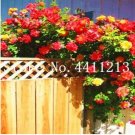 JMS 100Pcs Rose Red Thailand Climbing Rose Seeds