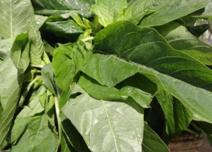 JMS Jamaican Callaloo Seeds (Edible Amaranth) Real Jamaican Organic Heirloom