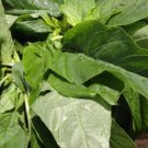 JMS Jamaican Callaloo Seeds (Edible Amaranth) Real Jamaican Organic Heirloom