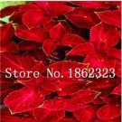 JMS 200Pcs Fire Red Coleus Seeds Herb Ornamental Plants